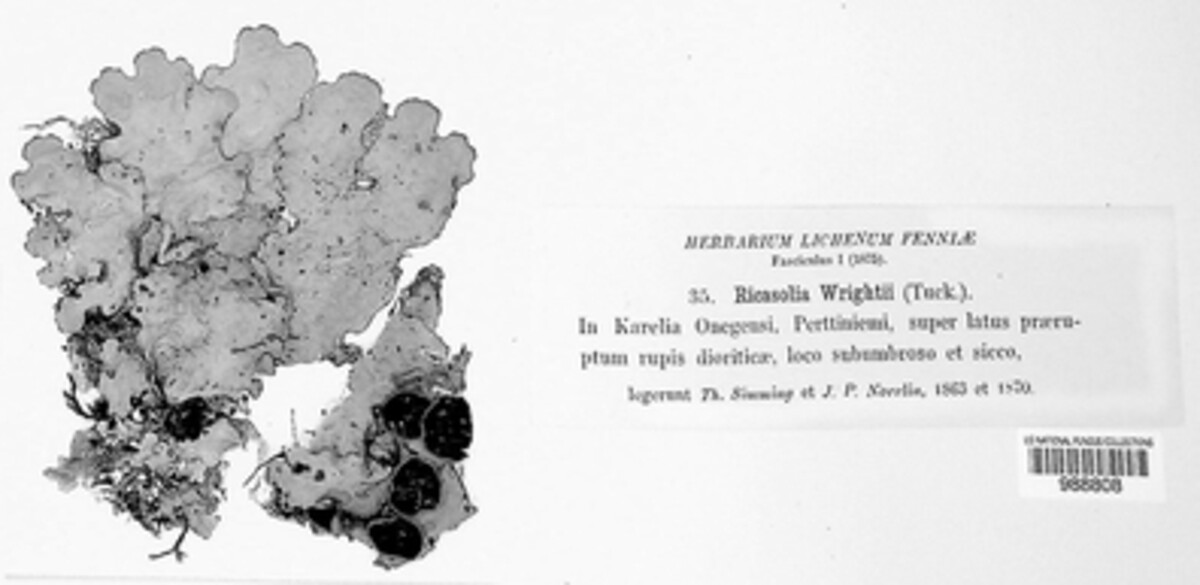 Ricasolia wrightii image